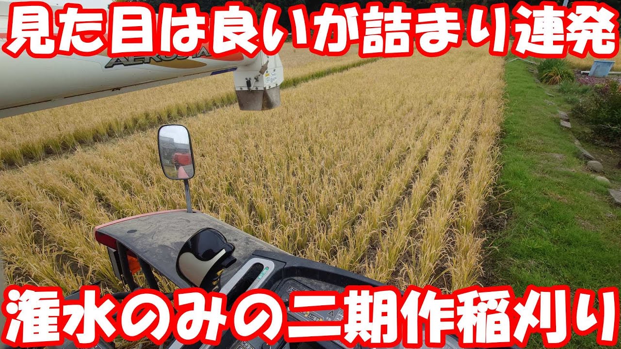 見た目と反対に詰まり頻発。無施肥の稲丈では厳しいかも。#稲刈り 