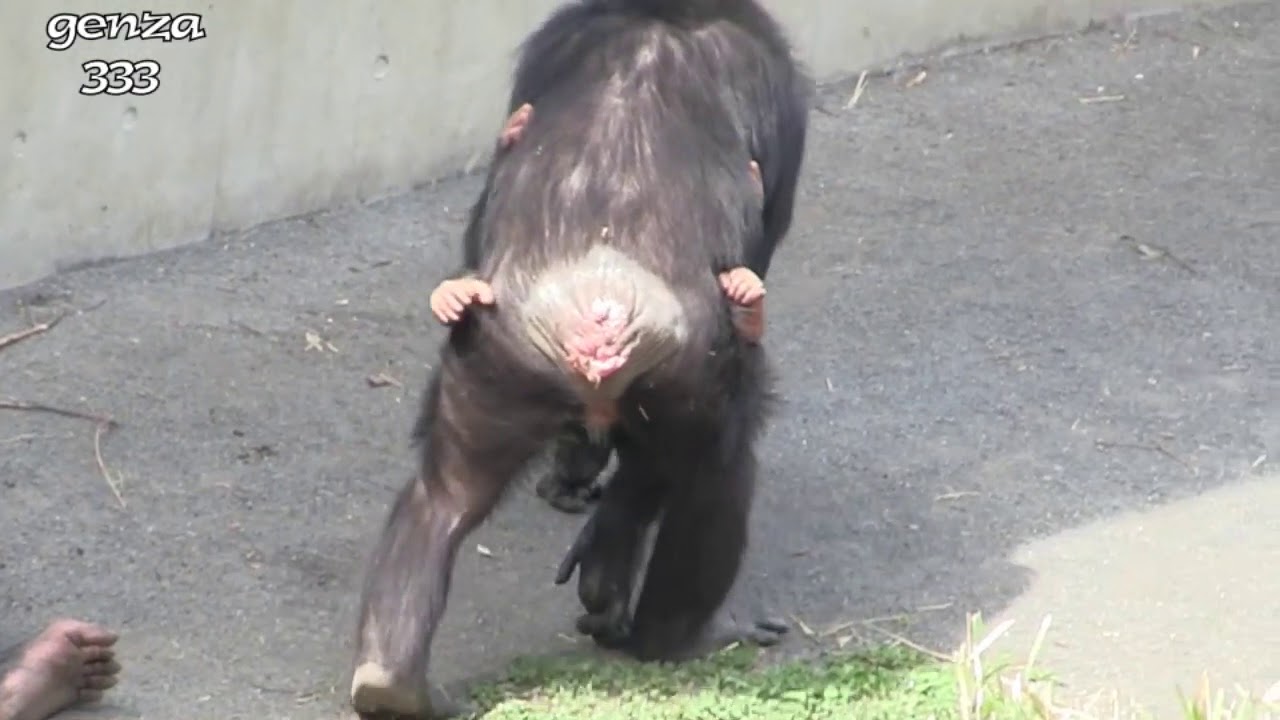 Baby Chimp Learns Electric Fence