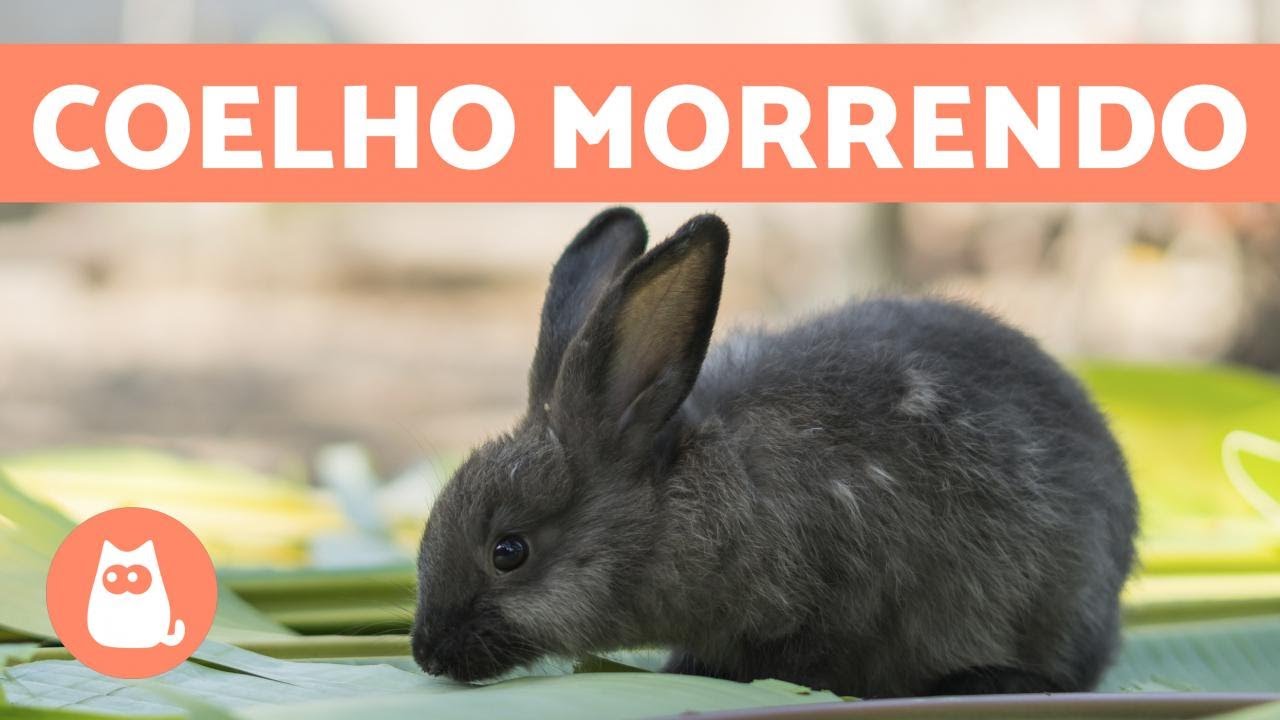 5 sinais de que um coelho vai morrer