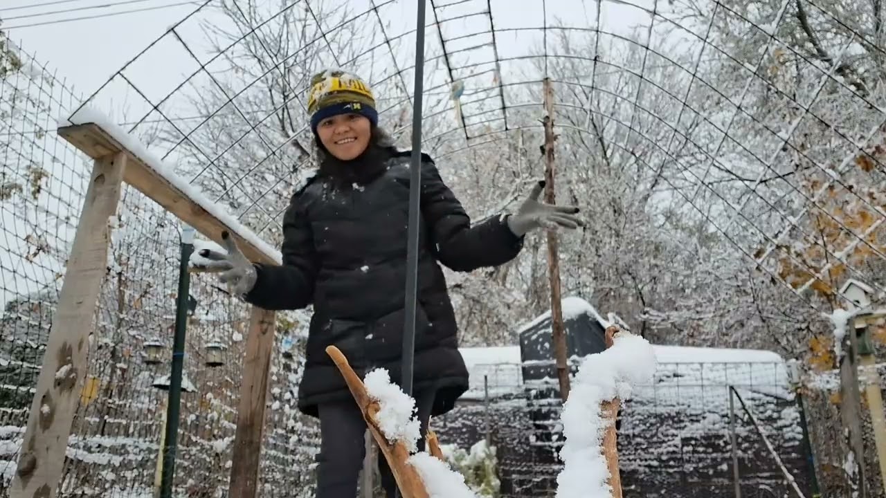 Harvesting carrots while snowy| It's our first snow of the year 2026. Late upload