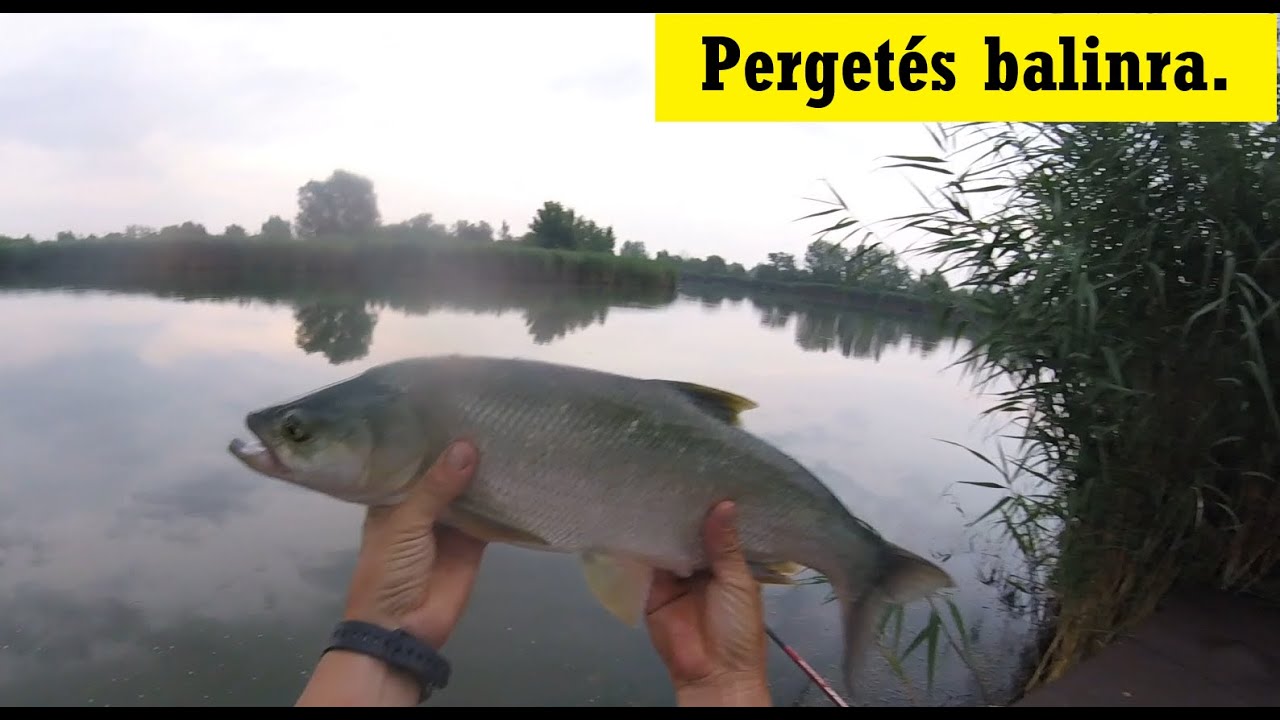 Pergetés balinra - Tószegen a Patkó tavon -  Spinnig for Asp.