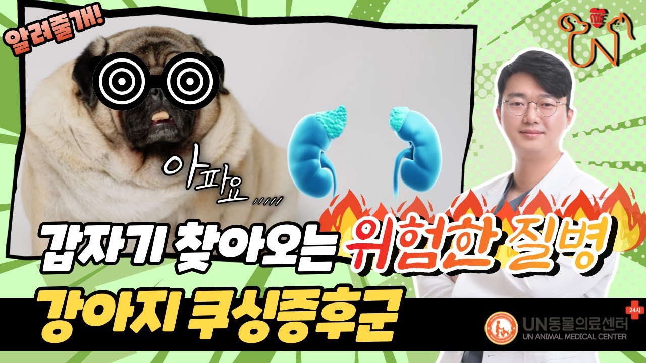 강아지 쿠싱증후군? 증상부터 치료까지!