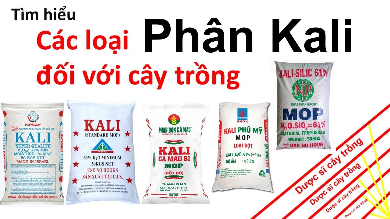 Phân Kali tìm hiểu - phân loại và cách sử dụng hiệu quả! | Fitilizer | Potasium | Duoc si cay trong