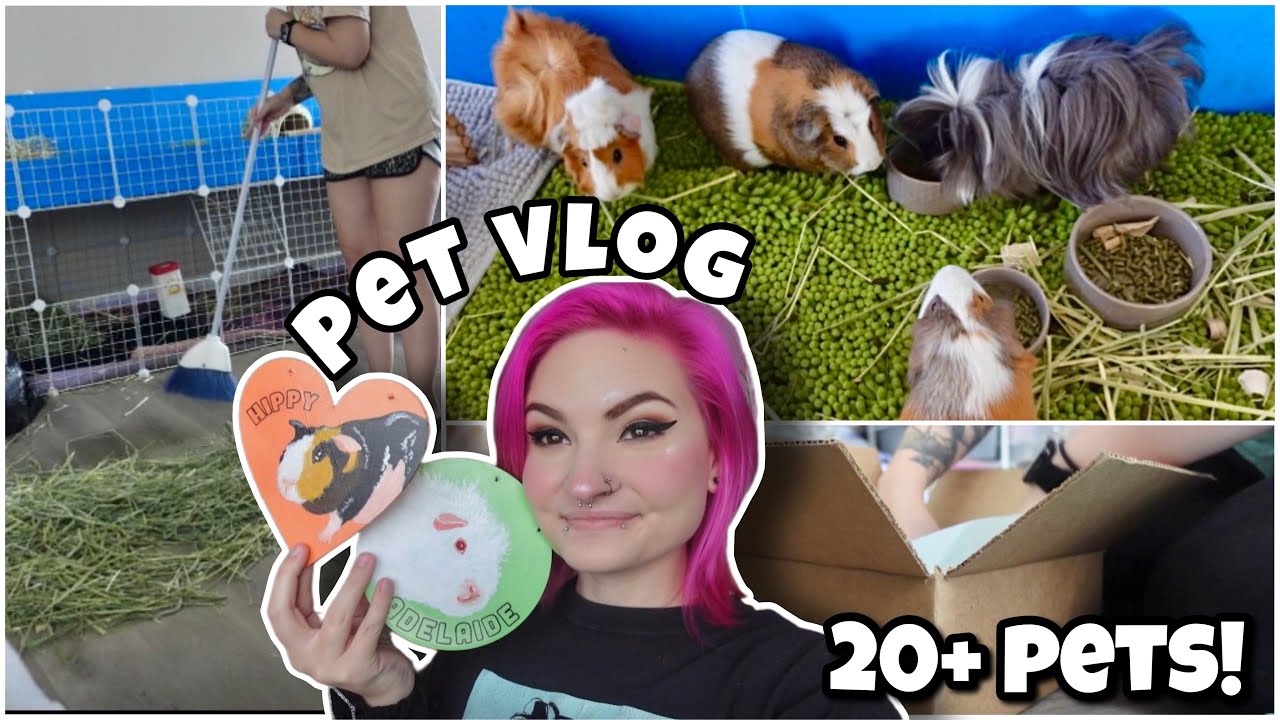 PET VLOG 🐾 | точечная уборка, упаковка заказов, перевозки и многое другое! |