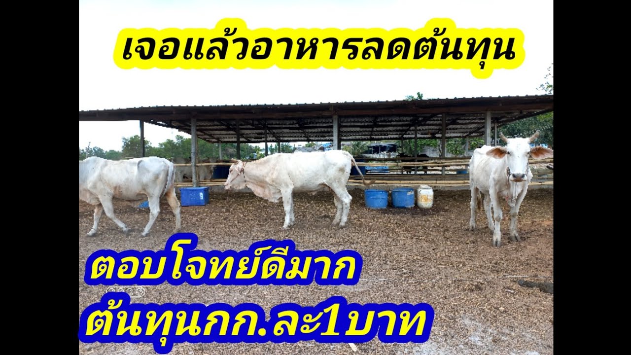 เจอแล้วอาหารลดต้นทุนตอบโจทย์ที่สุด กก.ละ1บาท หนุ่มป.ตรีลาออกจากงานมาเลี้ยงวัว#พูดจาภาษาวัว