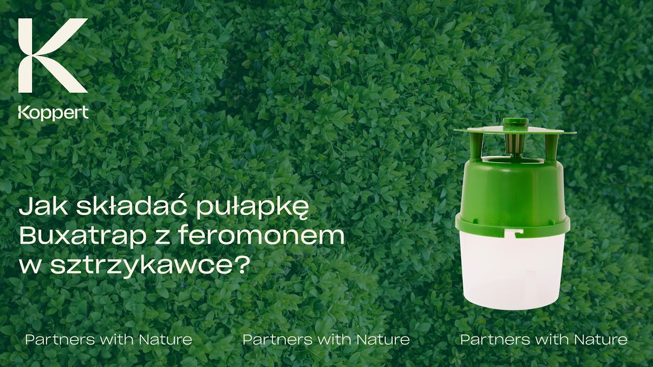 Jak użyć pułapkę Buxatrap z feromonami w strzykawce? | Koppert Polska