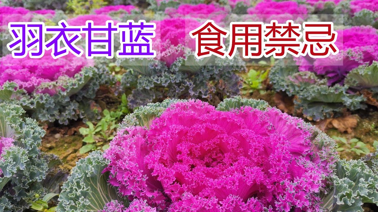 羽衣甘蓝的功效和作用，羽衣甘蓝食疗方法,羽衣甘蓝食用禁忌