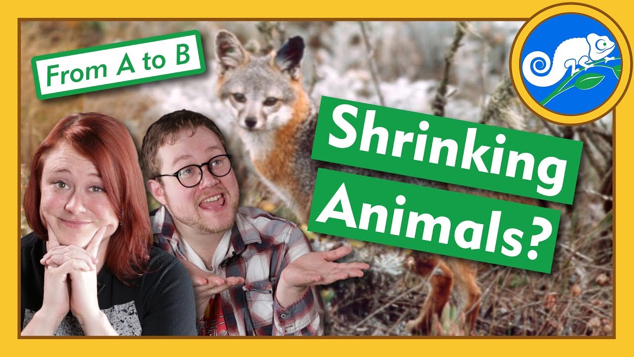 Why Are Animals Getting Smaller? - From A to B