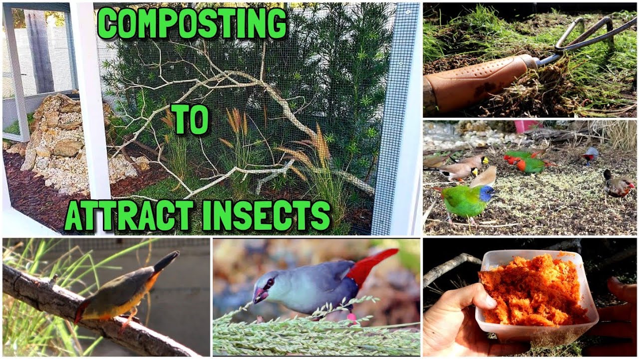 Live Insects for the Birds | Composting in the FINCH AVIARY