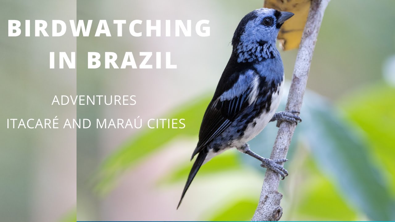 BIRDWATCHING IN BRAZIL - MARAÚ AND ITACARÉ