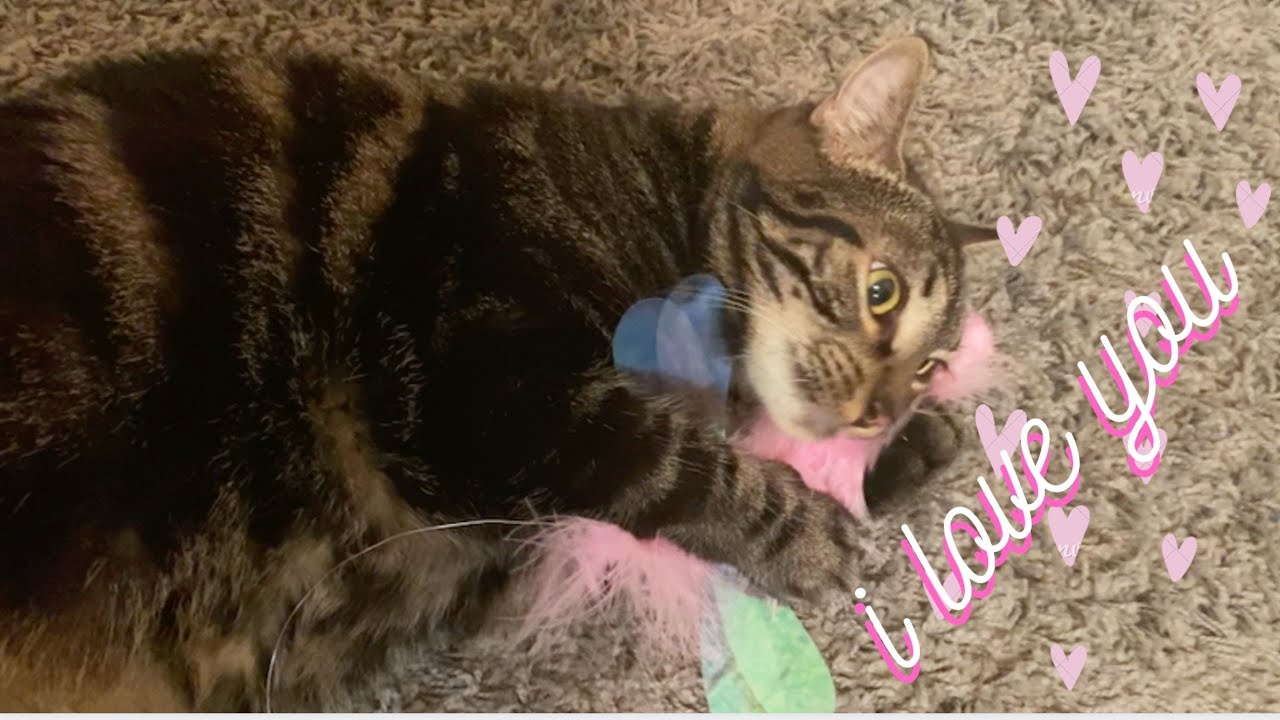 THE NEW PINK FLY, THE  FAIRY FLUTTER TEASER WAND from Petstages - Ziggy and Zelda