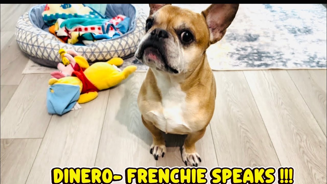 Dinero -FRENCHIE SPEAKS! 😂  | Little Joys 🐶 ❤️