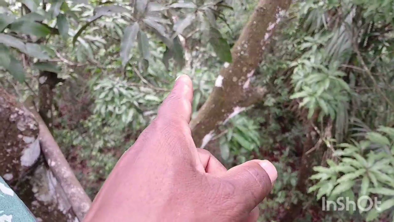 Espera de cutia veio duas