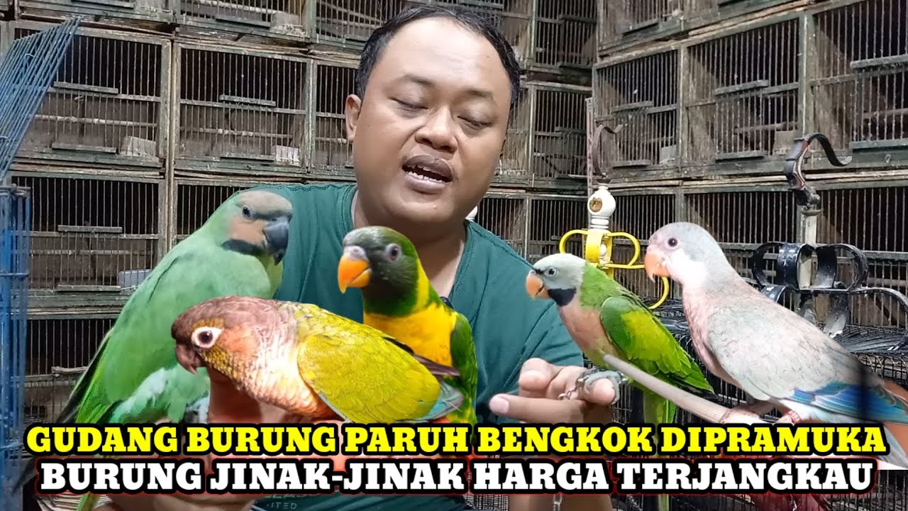 GUDANG BURUNG PARUH BENGKOK JINAK-JINAK DIPRAMUKA KIOS KANG YANTO