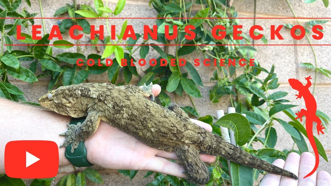 What are Leachies? The Largest Geckos in existence?