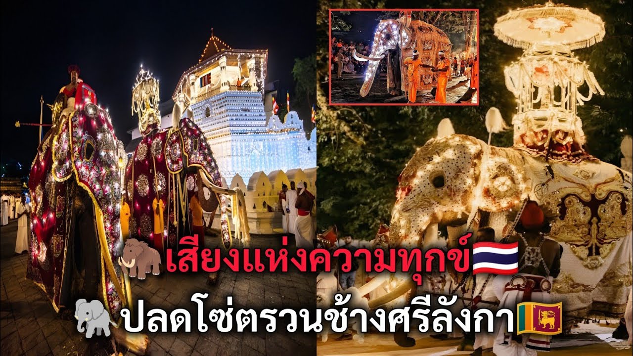 เสียงแห่งความทุกข์ ปลดโซ่ตรวนช้างศรีลังกา