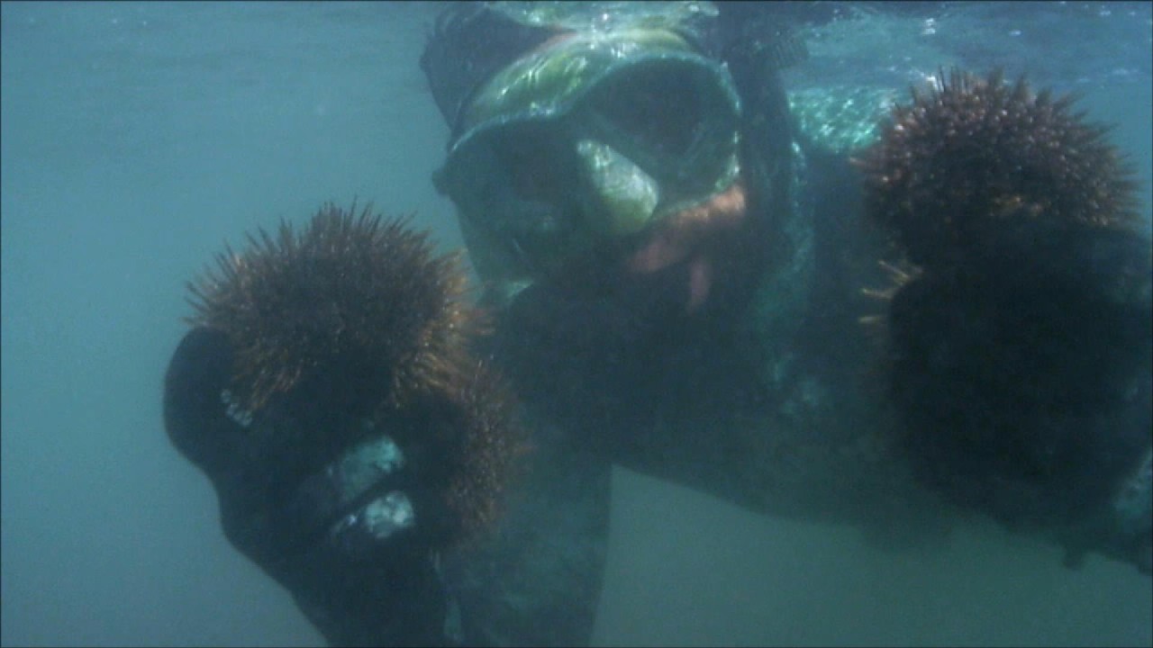 Snorkel: Good habits.