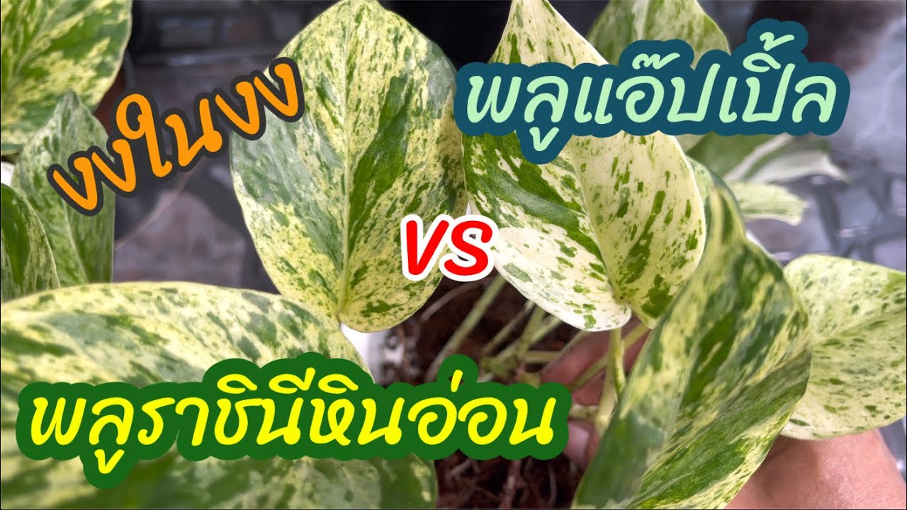 พลูแอ๊ปเปิ้ล vs พลูราชินีหินอ่อน คล้ายกันจนงงงงในงง