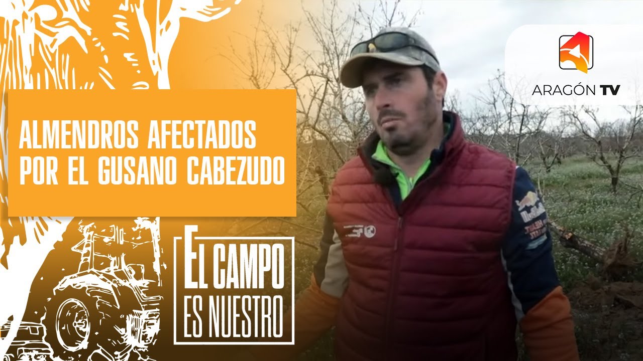 Almendros afectados por el gusano cabezudo
