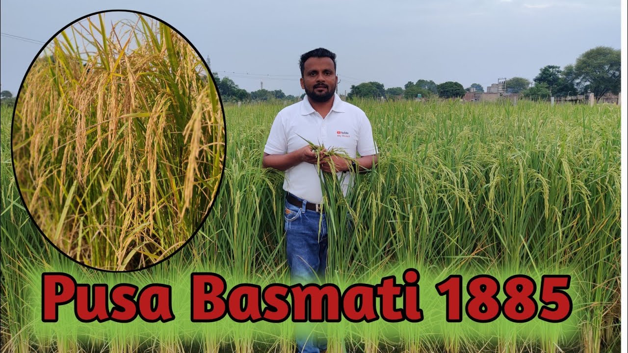 Pusa Basmati 1885 || पूसा बासमती 1885 || 🌾 🌾