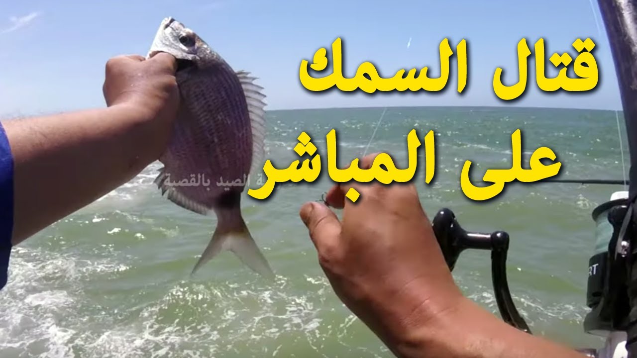 قتال الأسماك بتقنية البيلوطة