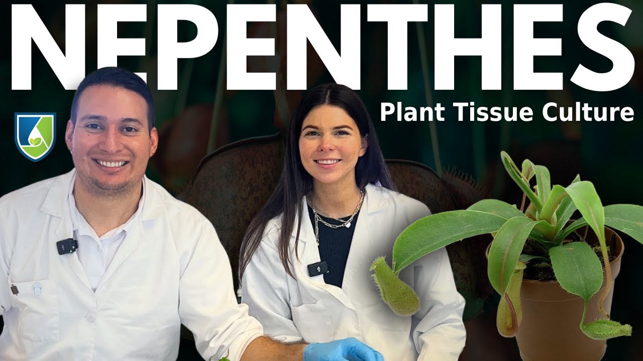 How to Tissue Culture a Nepenthes Carnivorous Plant with @plantsinjars
