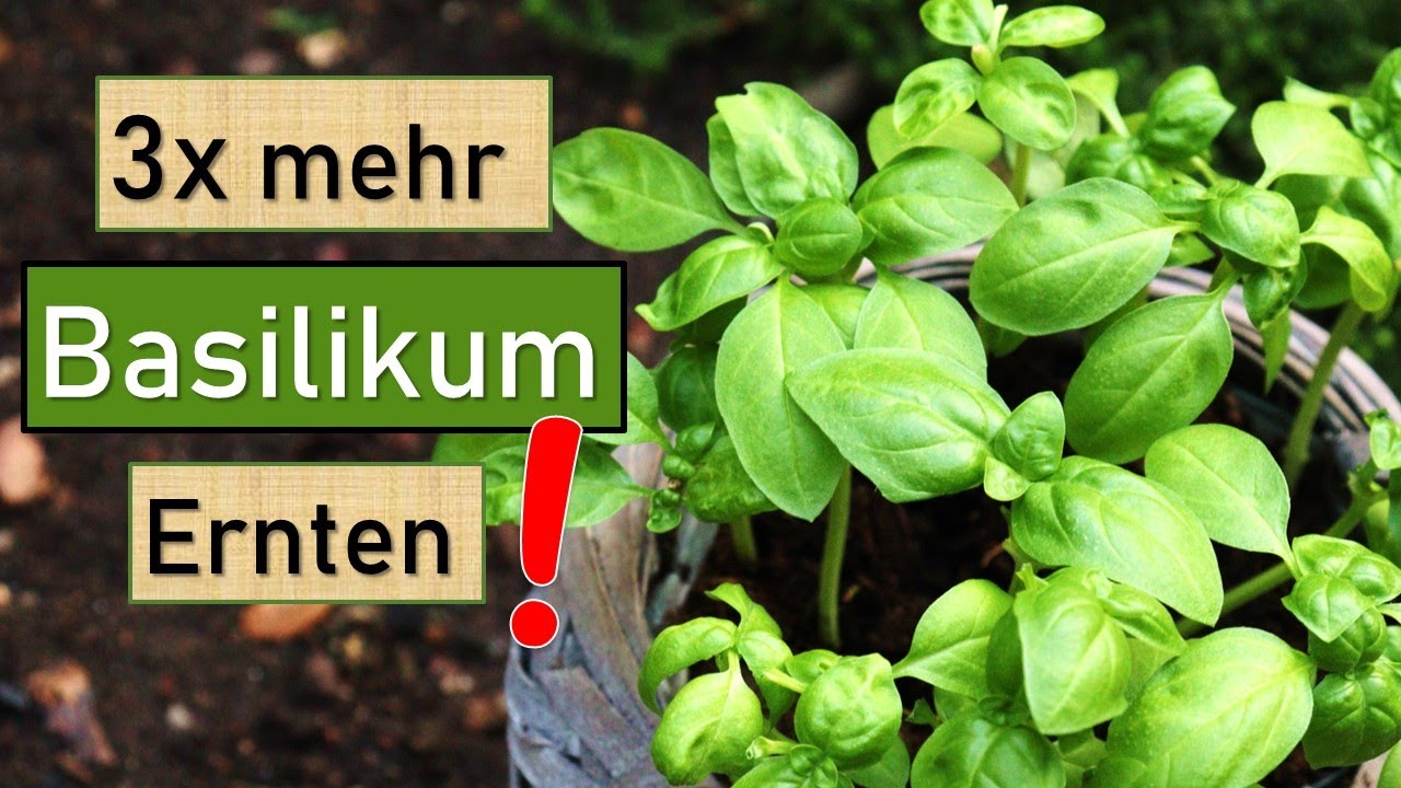 Supermarkt-Basilikum richtig pflegen und 3x mehr Ernten 😍👌 Küchenkräuter auf der Fensterbank anbauen