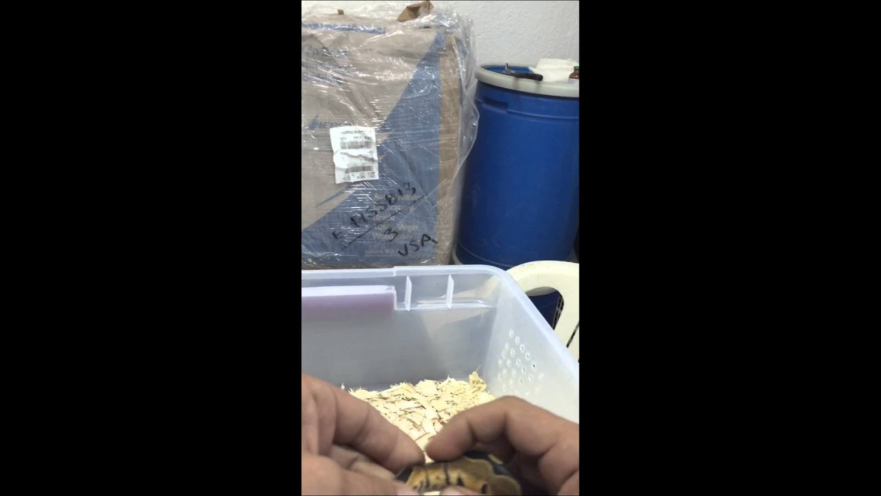 Volcado de hemipenes de Python Regius hembra
