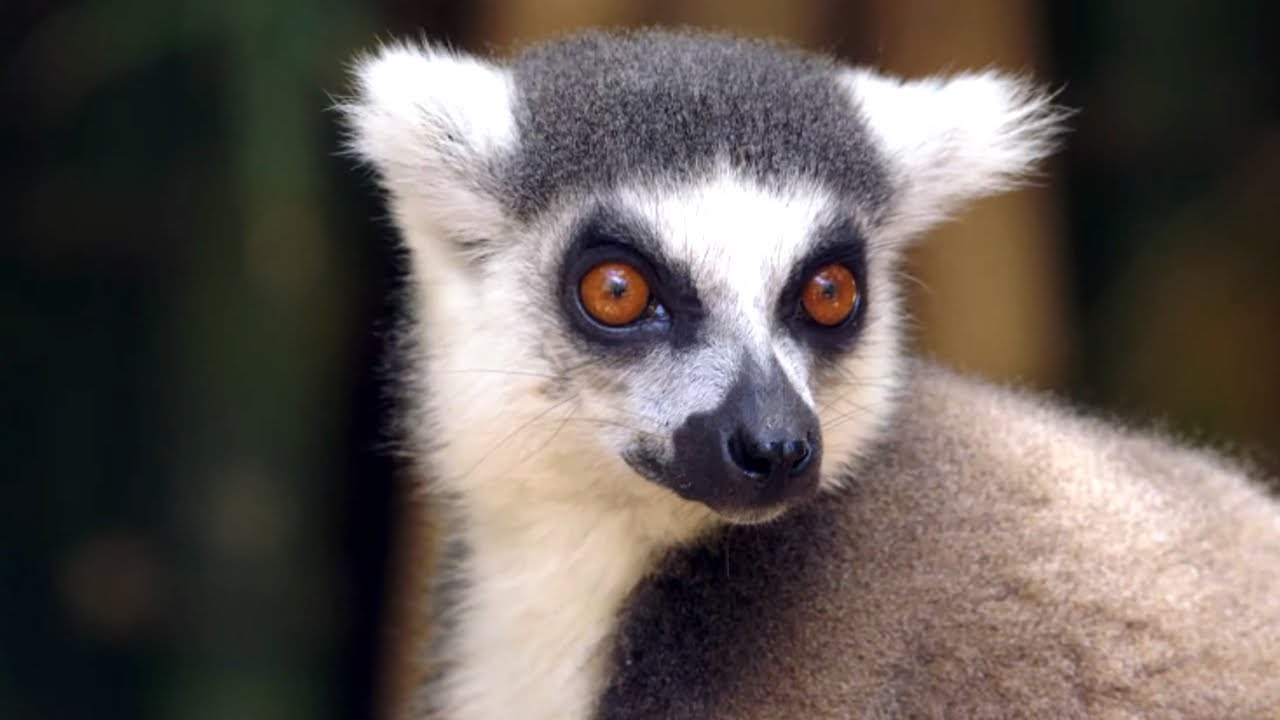 Madagascar, l'île aux mille visages