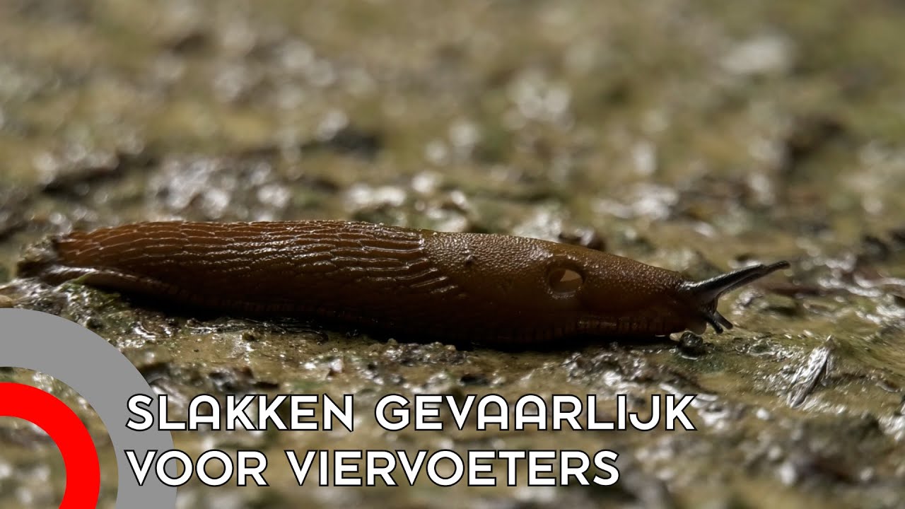'Voor honden kan likken over een slakkenspoor al levensgevaarlijk zijn'