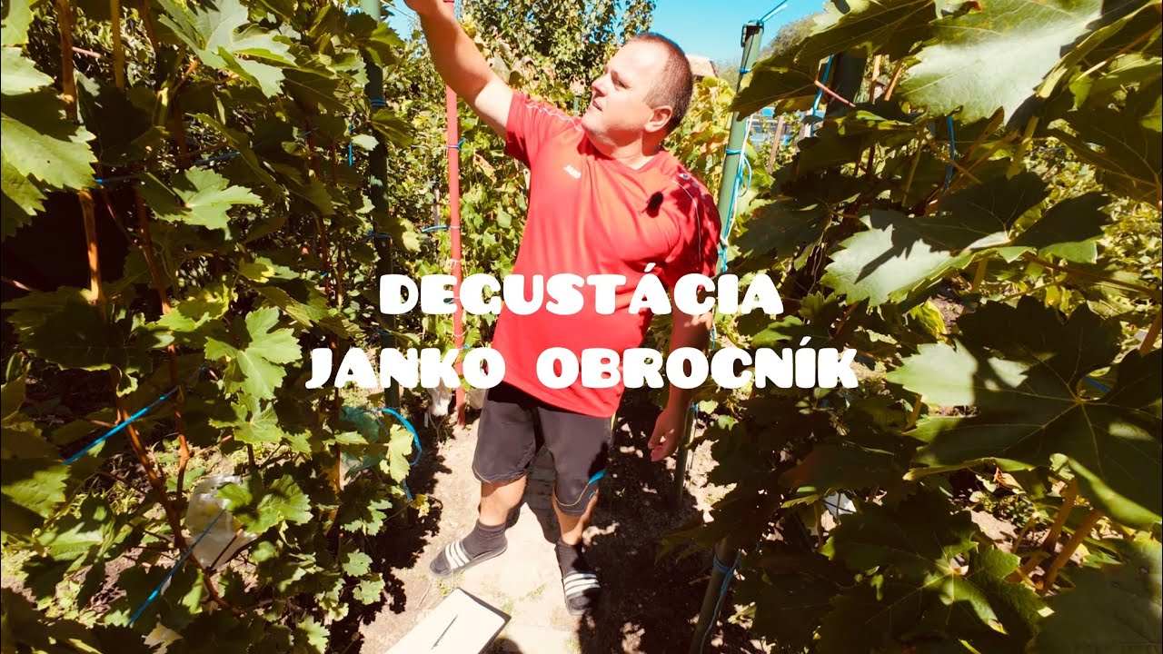Stolové hrozno-Degustácia špeciálnych odrôd stolového hrozna u Janka Obročníka 19.8.2025