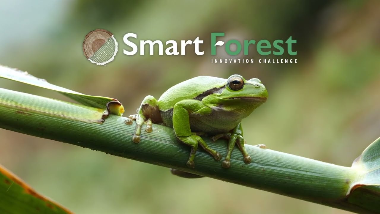 Smart Forest Innovation Challenge