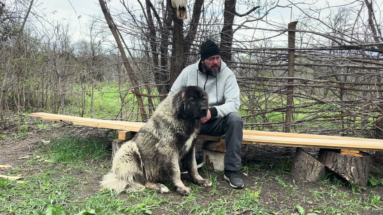 Prea Devreme pentru Pui – Ciobănesc Caucazian Montat Accidental la 1 An si 2 luni