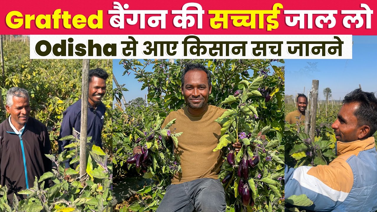 Grafted बैंगन की सच्चाई जाल लो | ओडिशा से आए किसान सच जानने | 