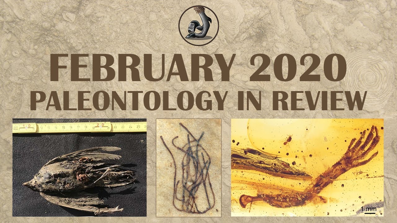 New Fossils and Paleontology- February 2020