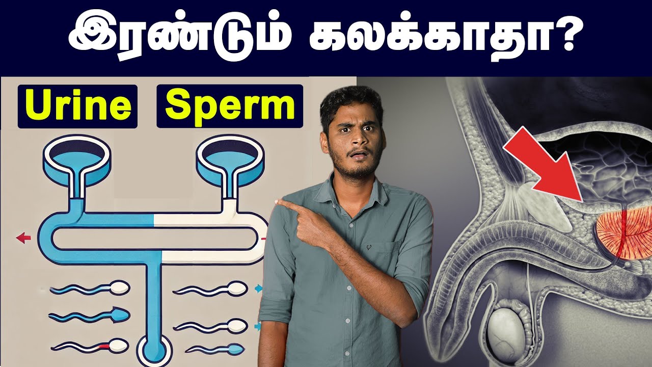 ஆண்கள் கட்டாயம் தெரிந்து வைத்திருக்க வேண்டிய உறுப்பு!! | Prostate gland - working & mechanism