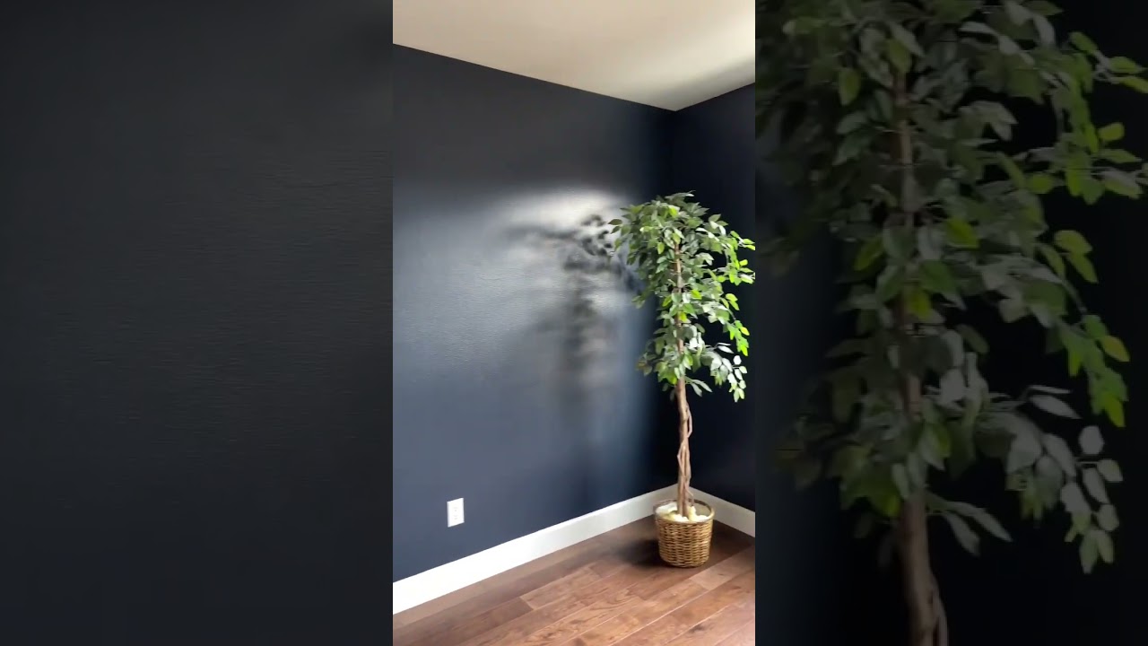Office Renovation - Painting the Walls
