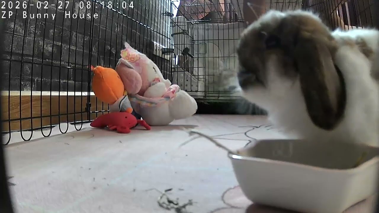 มื้อเช้าของน้องมีบุญ