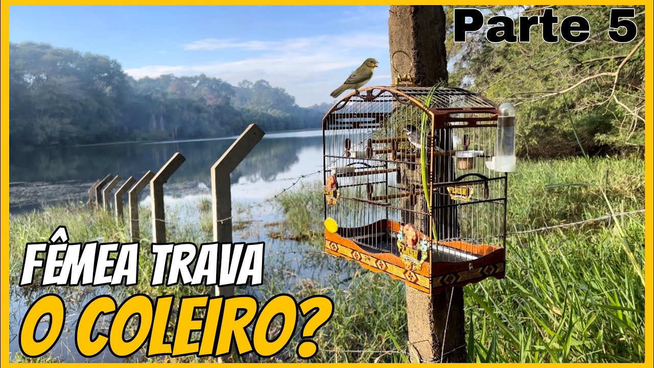 PORQUÊ A FÊMEA PODE DEIXAR SEU PAPA-CAPIM TRAVADO FRIO