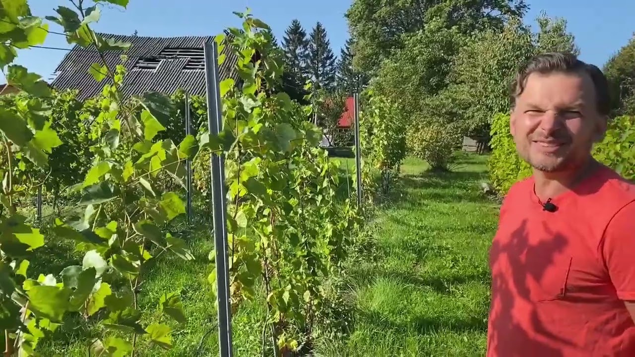 Andrius Diliautas dalinasi savo patirtimi iš savo 15 metų vynuogyno. Kalbina Ramūnas Pilvelis.