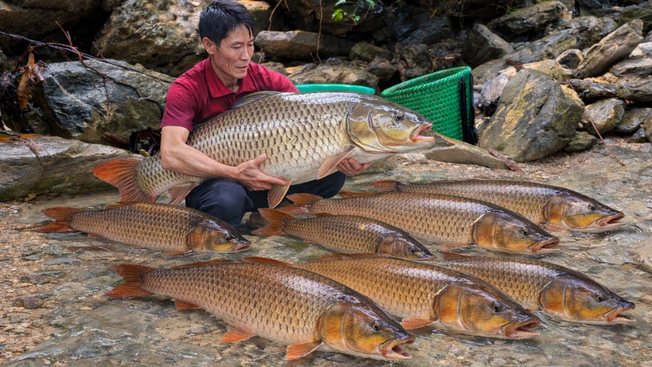 Harvesting Fish by the Stream | Cook Rice, Fried Fish & Melon Soup Sold Locally