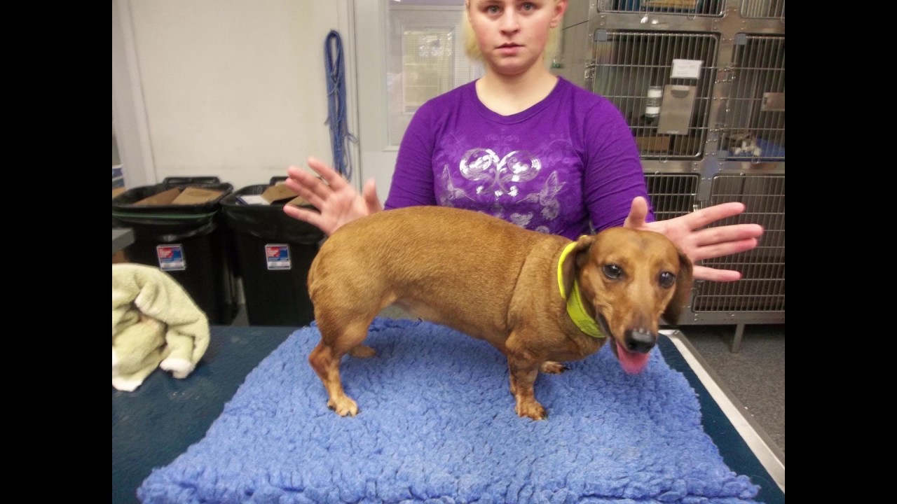 Chloe's Intervertebral Disc Disease Responds to Non-invasive Treatments
