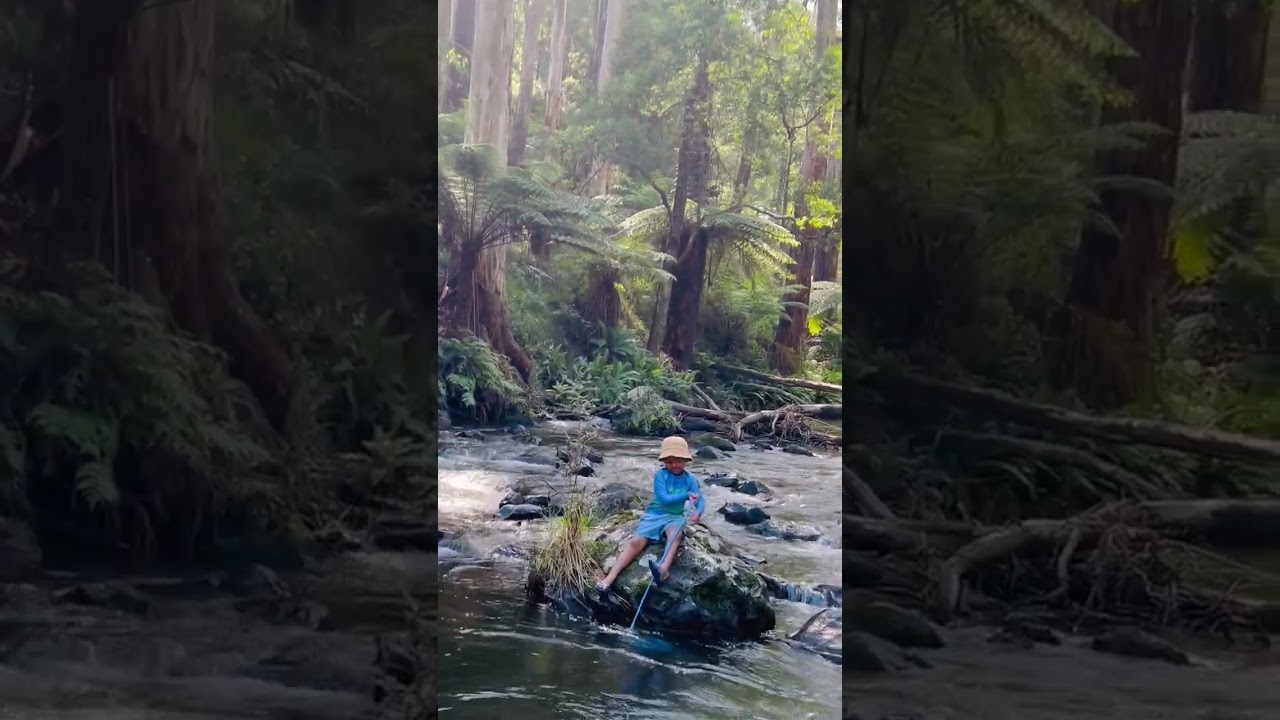 Toorongo Falls campground Noojee Victoria ⛺️ #waterfall #camping #nature #adventure #hiking#river