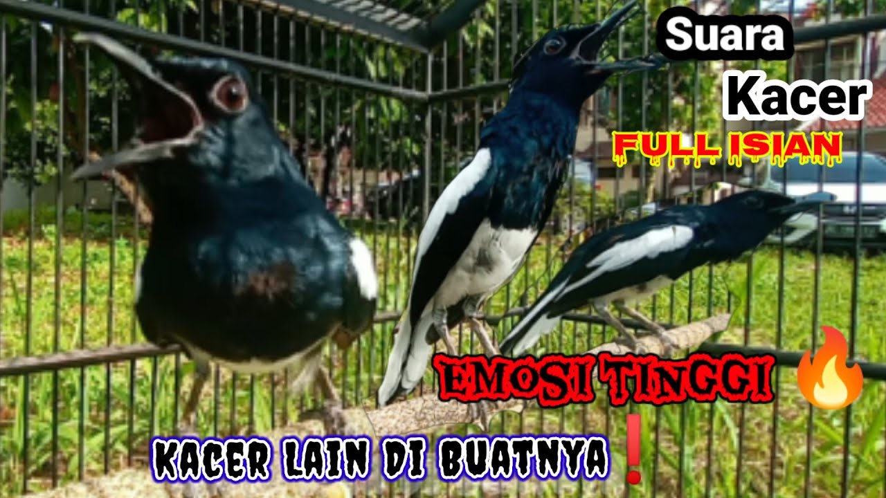 suara burung Kacer full isian dongkrak emosi lawan#kicaumaster#suarakacerfullisian#kacergacor