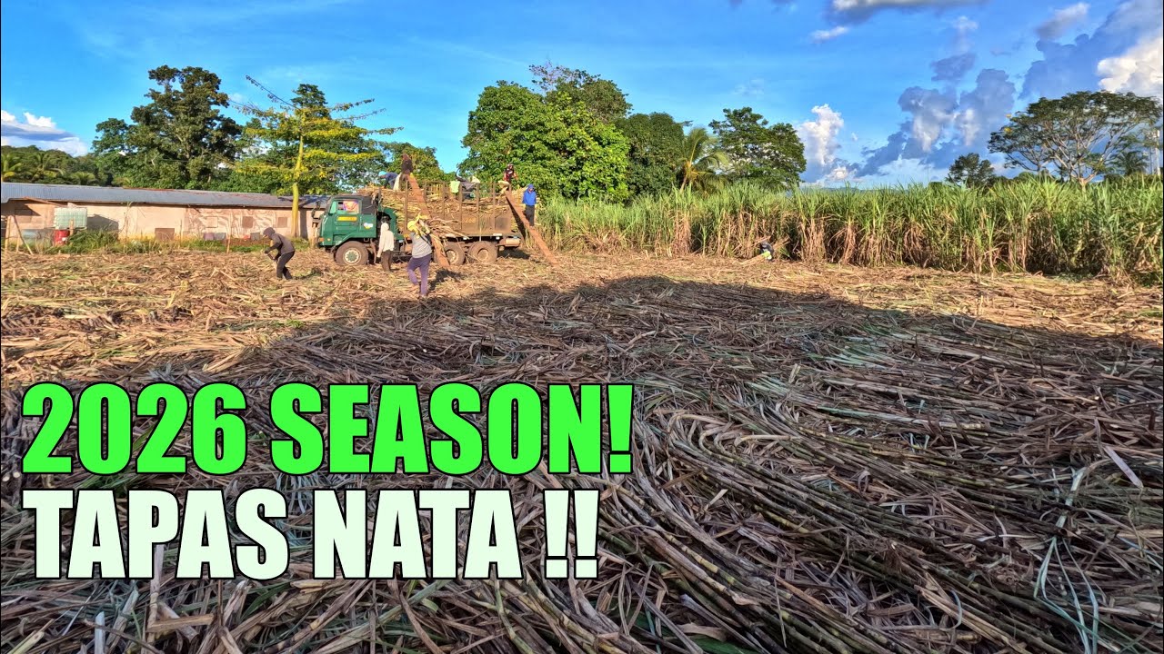 SUGOD NA TA PATAPAS! 2026 SUGARCANE MILLING SEASON!