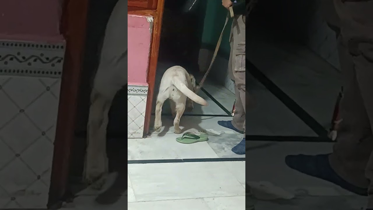 Mujhe Doli se bahut dar lagta hai lekin mere bete nahin manati main bahut achcha lagta dog  