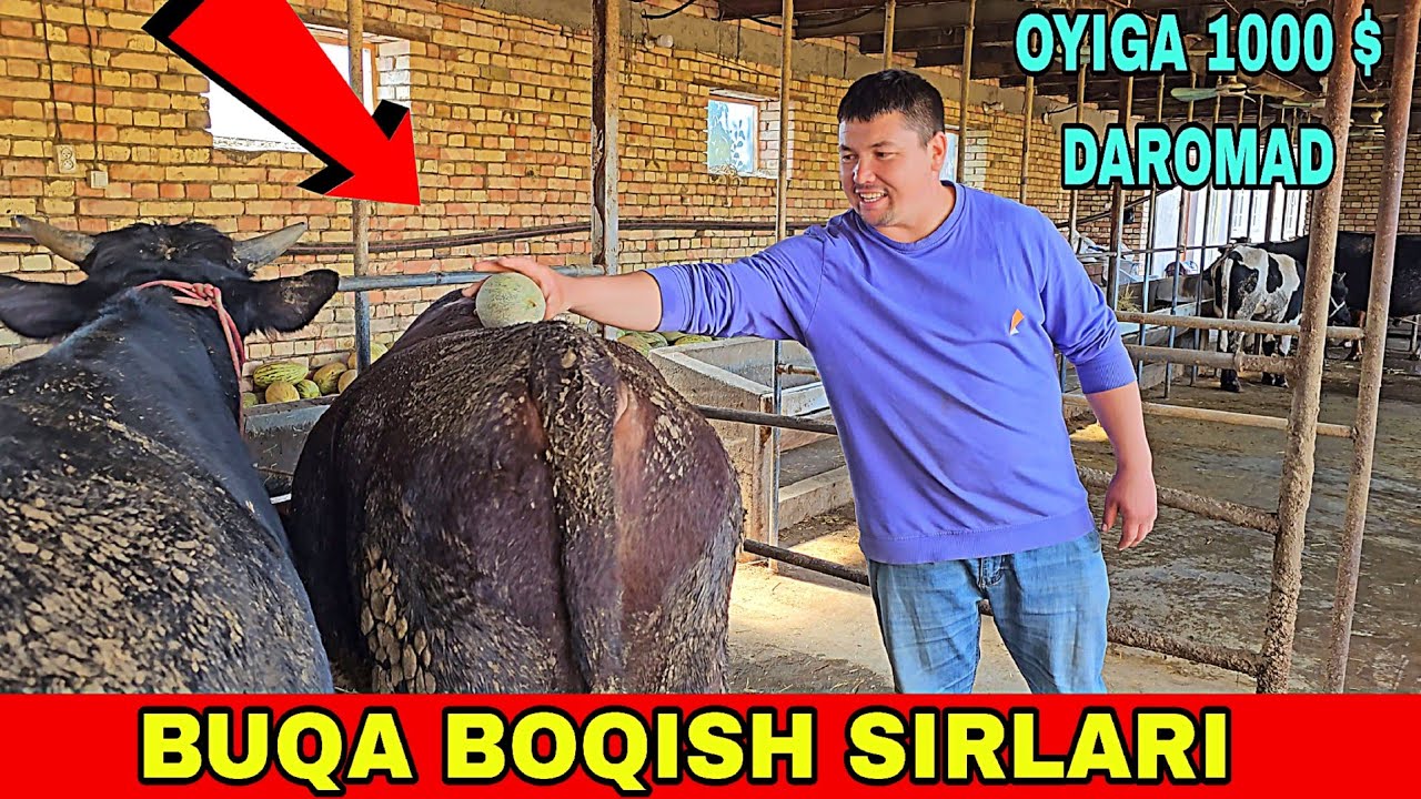 BUQA BOQISH SIRLARI ARZON YEM BERISH USULI