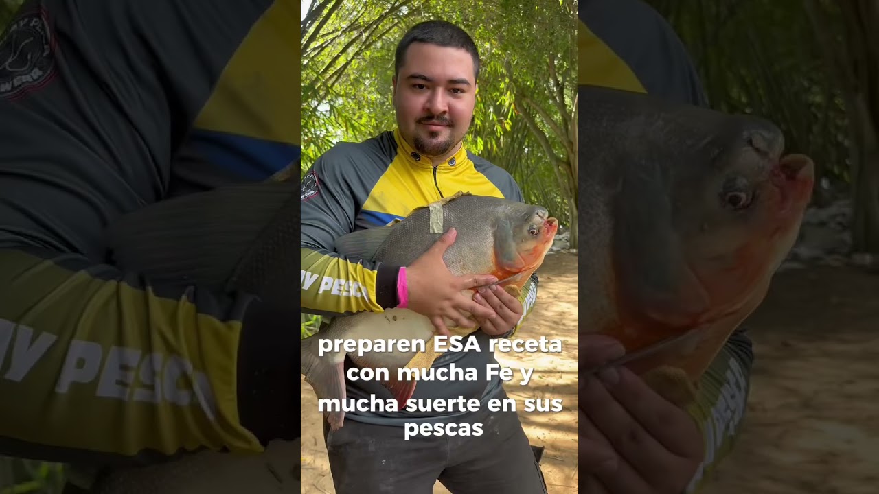Masa de quesos para cachama de lago