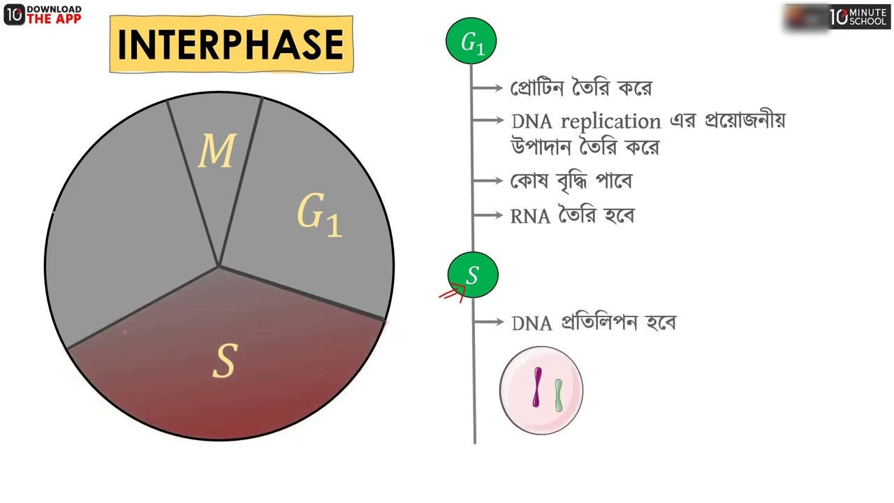 অধ্যায় ২ : কোষ বিভাজন - অ্যামাইটোসিস ও কোষ চক্র [HSC]