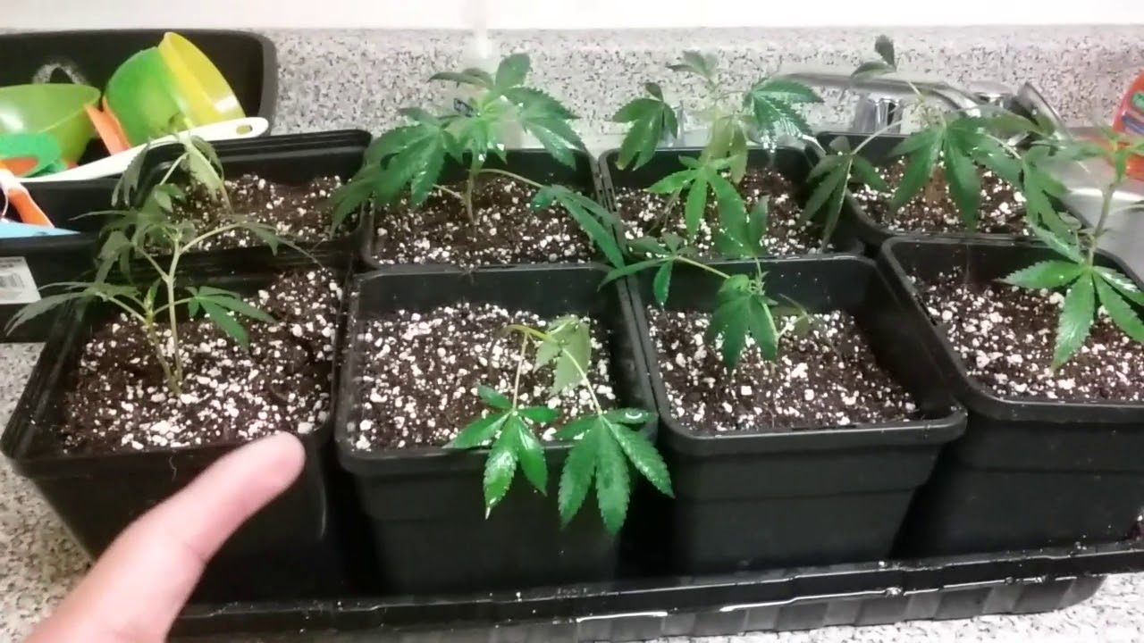 Transplanting clones into  coco